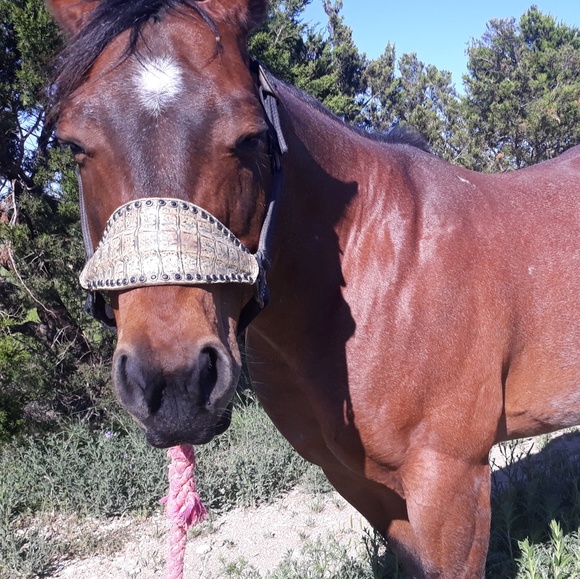 Meet your Posher, Audey - Picture 1 of 1